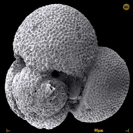Globigerinoides Foraminifera Globigerinoides quadrilobus