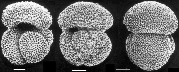 Globigerinoides World Foraminifera Database