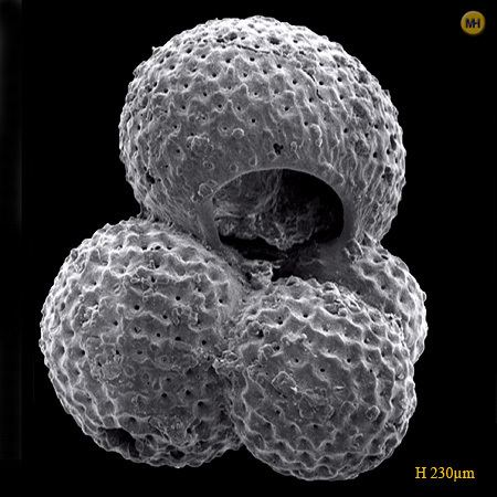 Globigerinoides Globigerinoides ruber Foraminifera