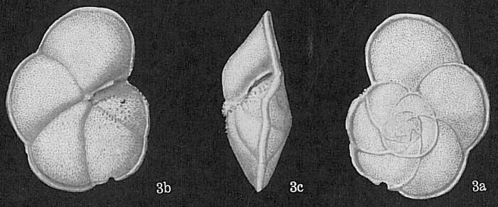 Globorotalia menardii WoRMS Photogallery