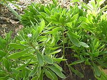 Globularia sarcophylla httpsuploadwikimediaorgwikipediacommonsthu