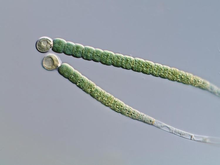 Gloeotrichia Gloeotrichia Cyanobacteria Photograph by Gerd Guenther