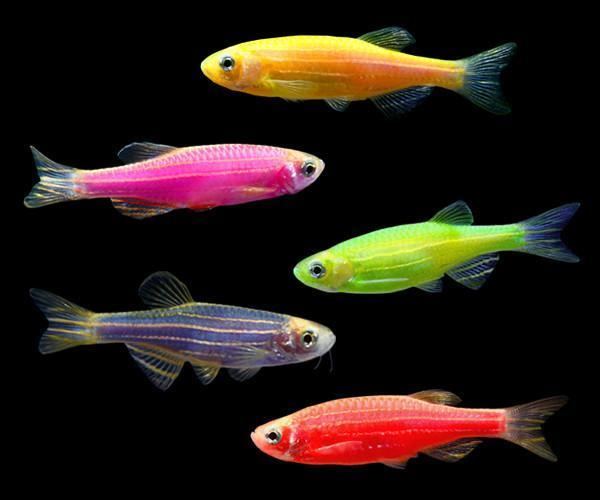 GloFish httpscdnshopifycomsfiles111518438produc