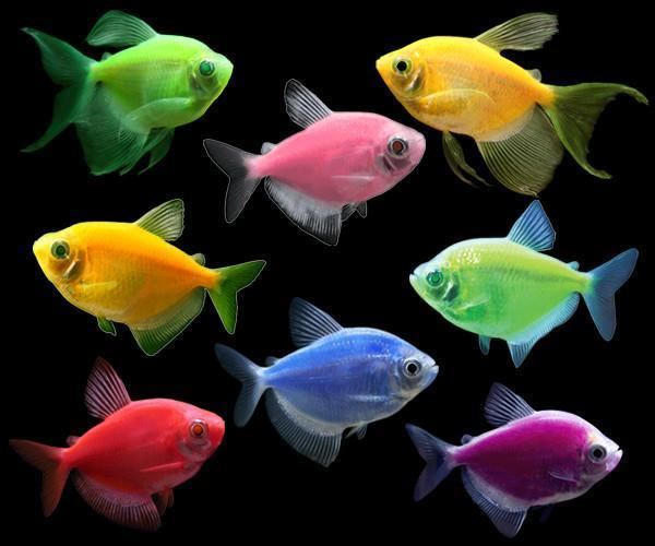 GloFish GloFish Buy GloFish online overnight shipping