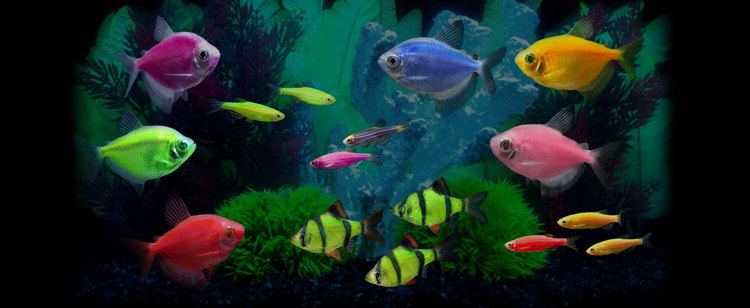 GloFish GloFish Experience the Glo