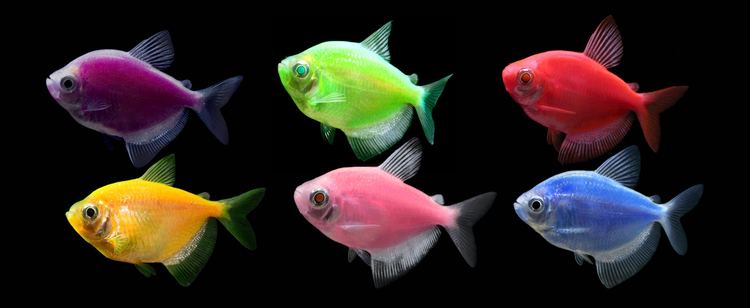 GloFish GloFish Experience the Glo