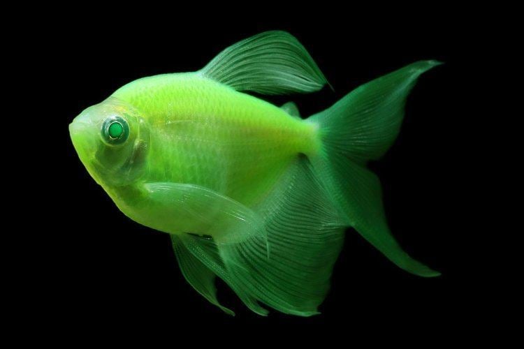 GloFish GloFish Buy GloFish online overnight shipping