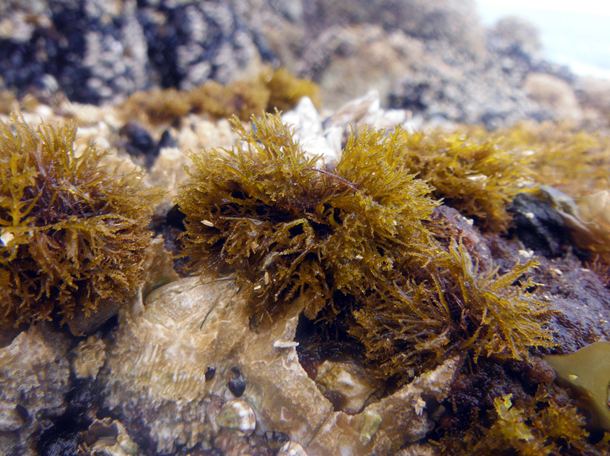 Gloiopeltis furcata Jelly moss Gloiopeltis furcata Biodiversity of the Central Coast