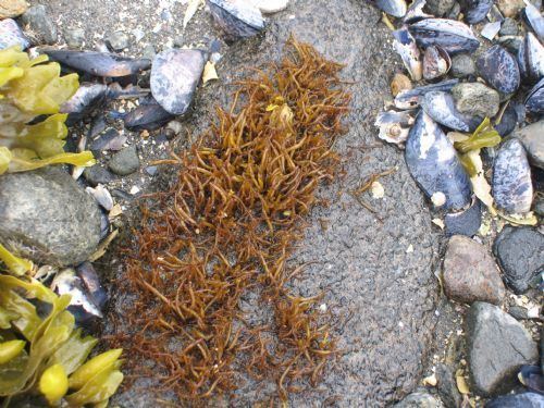 Gloiopeltis furcata Seaweeds of Alaska