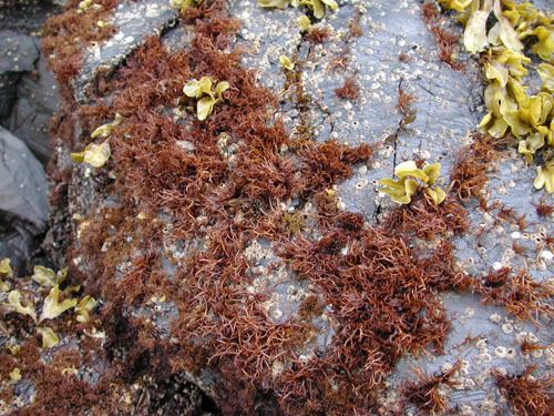 Gloiopeltis furcata Seaweeds of Alaska