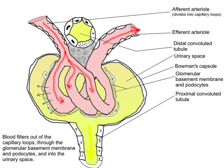Glomerular basement membrane