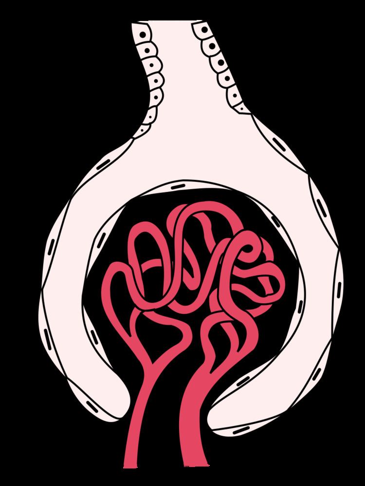 Glomerulus (kidney)