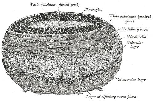 Glomerulus (olfaction)