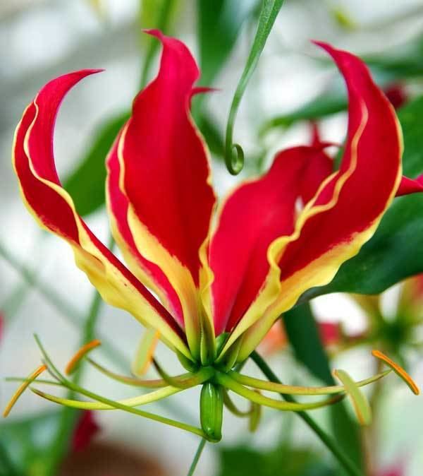 Gloriosa (genus) Gloriosa Lilies Care And Growing Gloriosa Rothschildiana