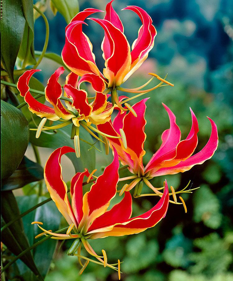 Gloriosa (genus) Gloriosa Flame Lily 39Rothschildiana39 Bakkercom