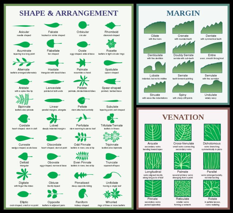 Glossary of leaf morphology