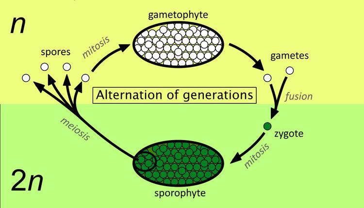 Glossary of plant morphology