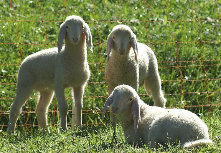Glossary of sheep husbandry