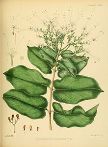 Glossocarya httpsuploadwikimediaorgwikipediacommonsthu
