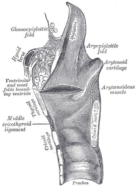 Glossoepiglottic folds