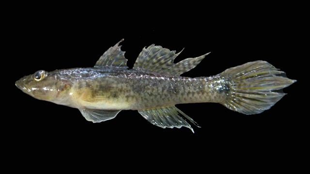 Glossogobius Fish Identification