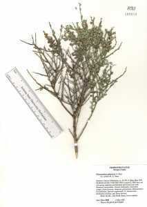Glossopetalon hasbrouckasueduimglibseinetCrossosomataceaeh