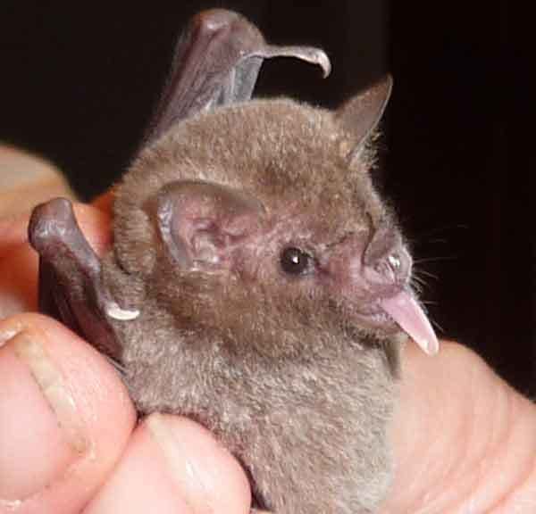Glossophaga Glossophagasoricina3 Bedfordshire Bat Group