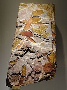 Glossopteris in the exhibit in Houston Museum of Natural Science, Houston, Texas, USA