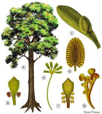 Reconstruction of Glossopteris: a) whole tree b) pollen-producing organ c) seed-bearing organ d-g) different types of ‘fruit’