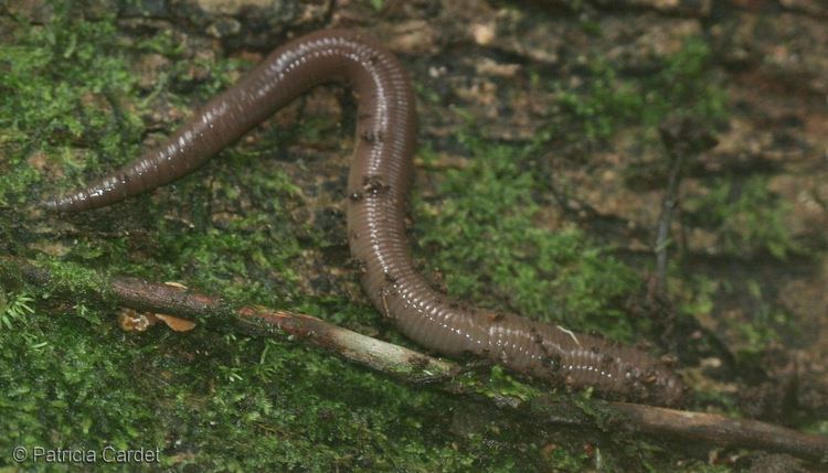 Glossoscolecidae Glossoscolecidae Ramper Guyane franaise