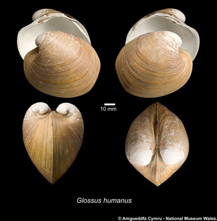 Glossus humanus Glossus humanus Linnaeus 1758 Marine Bivalve Shells of the