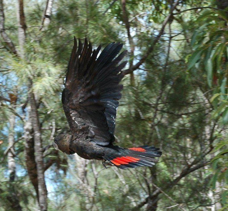 Glossy black cockatoo wwwglossyblackorgauall20imageswebpagesphotos
