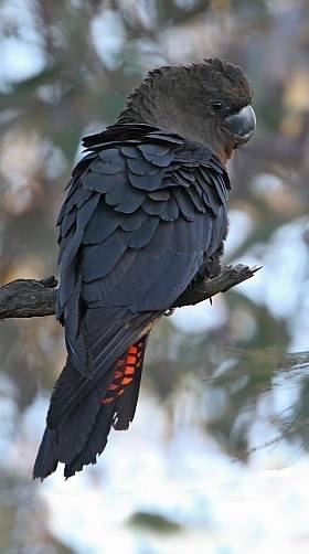 Glossy black cockatoo Glossy BlackCockatoo BirdLife Australia