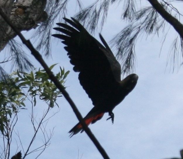 Glossy black cockatoo Glossy BlackCockatoo BIRDS in BACKYARDS
