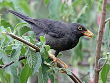Glossy-black thrush httpsuploadwikimediaorgwikipediacommonsthu