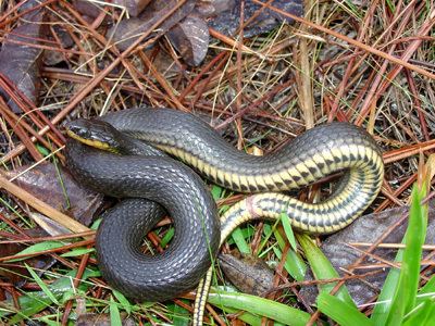 Glossy crayfish snake Glossy Crayfish Snake