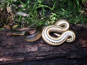 Glossy crayfish snake Species Profile Glossy Crayfish Snake Regina rigida SREL