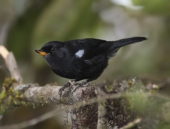 Glossy flowerpiercer Glossy Flowerpiercer BirdForum Opus