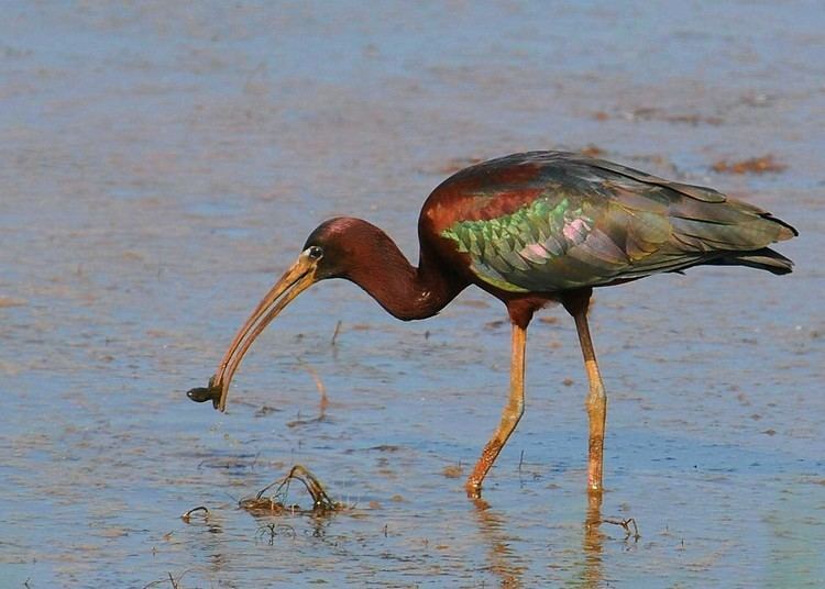 Glossy ibis Glossy Ibis The Nature of Delaware