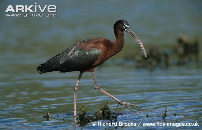 Glossy ibis Glossy ibis videos photos and facts Plegadis falcinellus ARKive