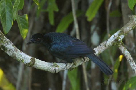 Glossy-mantled manucode Glossymantled Manucode lowlands of New Guinea amp nearby islands