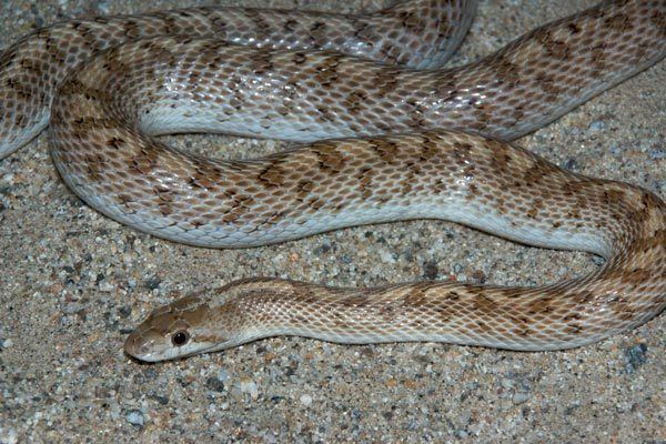 Glossy snake Wild Herps Glossy Snake Arizona elegans