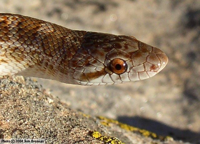 Glossy snake Glossy Snake Arizona elegans Reptiles of Arizona