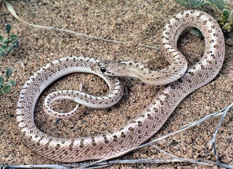 Glossy snake Glossy Snake Tucson Herpetological Society