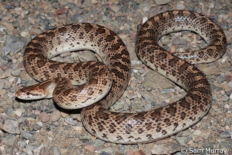 Glossy snake California Glossy Snake Arizona elegans occidentalis