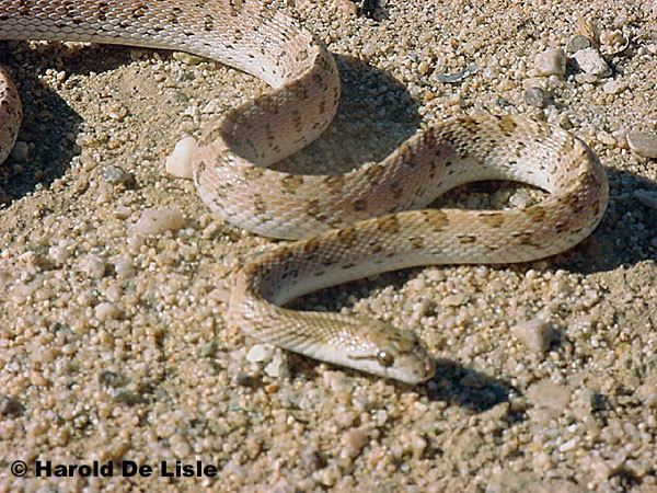 Glossy snake Mohave Glossy Snake Arizona elegans candida