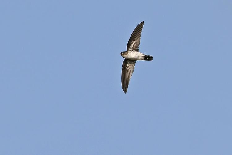 Glossy swiftlet Glossy Swiftlet Collocalia esculenta videos photos and sound