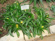 Glottiphyllum longum httpsuploadwikimediaorgwikipediacommonsthu