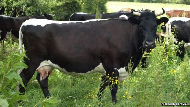 Gloucester cattle Gloucester cattle Concern over survival of rare breed BBC News