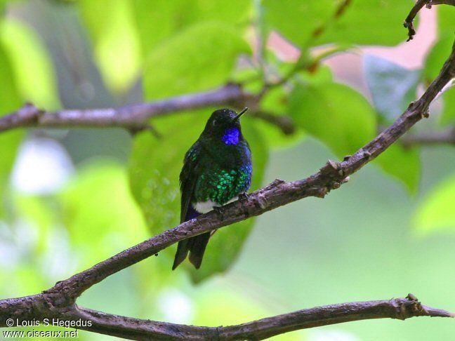 Glowing puffleg Glowing Puffleg Eriocnemis vestita reflohe11744